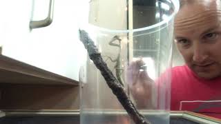 Praying Mantis Eats House Fly!
