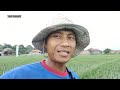 Lahan Demplot PT Bayer Indonesia | Padi Inpari 32