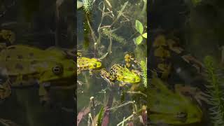 Un estanque con ranas leopardo