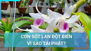 Cơn sốt lan đột biến tái phát, vì sao? | Cuộc sống 24h