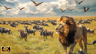 Our Planet | 4K African Wildlife  Great Migration from the Serengeti to the Maasai Mara, Kenya #92