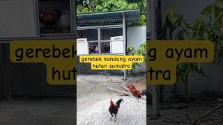 Gerebek Kandang Ayam Hutan Sumatra ayamhutan ayamhutanmerahsumatera