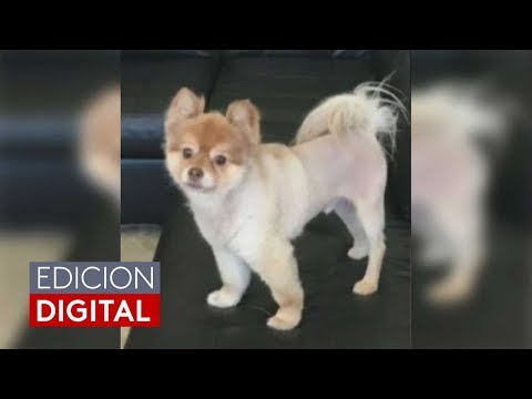 Video: Delta pierde perro
