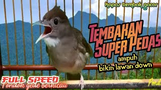 kicau pucuk burung kapas || kapas tembak gacor Mbeset pedas tembak!!