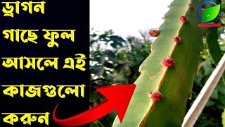 ড্রাগরন গাছে ফুল আসার পর পরিচর্যা। Care after the dragon tree flowers