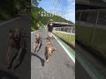 イヌと走るカニクロス!5kmの世界記録は??? #ランニング #カニクロス #ランニングフォーム
