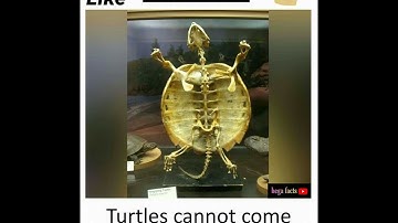 turtles can not come out of their shells #shorts #ytshorts #youtube #turtle #shell #facts #begafacts