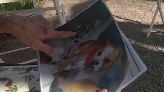 Rio Rancho animal rescue looks to rehome dogs after owner's murder