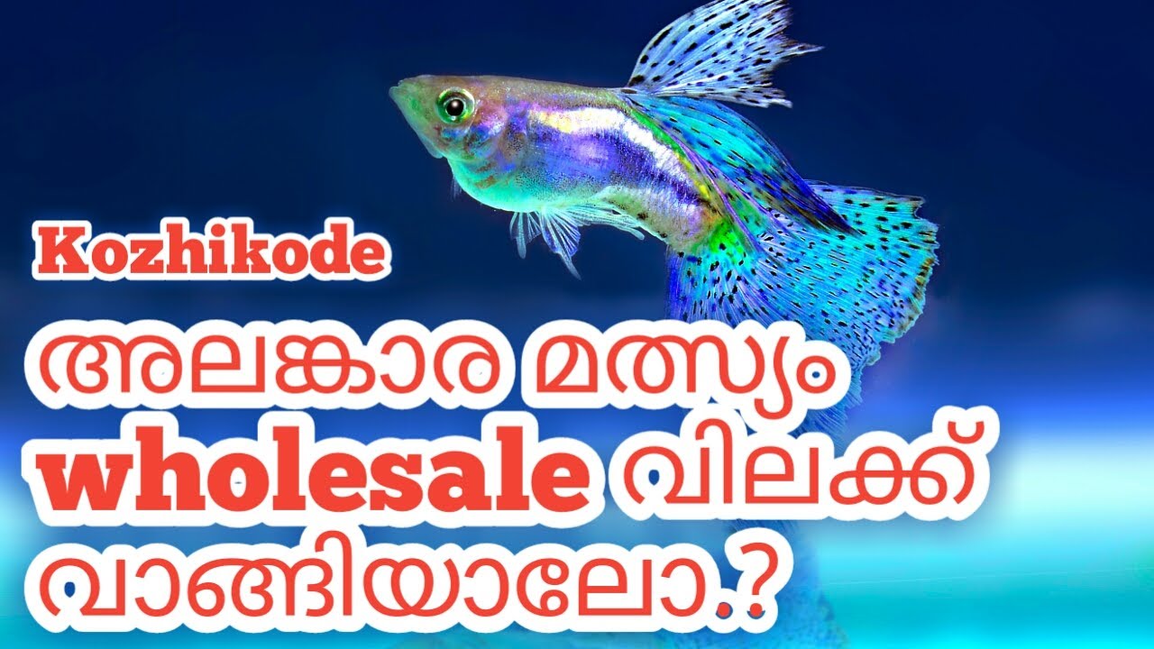 Kozhikode Ornamental Fish Wholesale Shop E.m.s Stadium Building അലങ്കാര