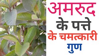 अमरुद के पत्ते के अनेक फायदे || Goava ke Patte Ke Anek phayde