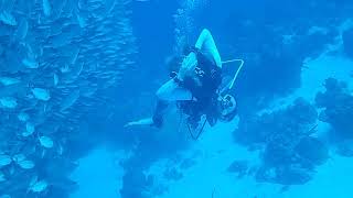 Brad Disch Bonaire Dive 2024 Bait Ball