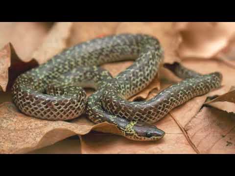 Video: Reticulated python: larawan, mga sukat