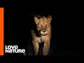 Lions and Leopards on the Hunt at Night