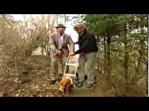 Andre Van Duin Show Wijdbeens Report Martin Gaus Youtube