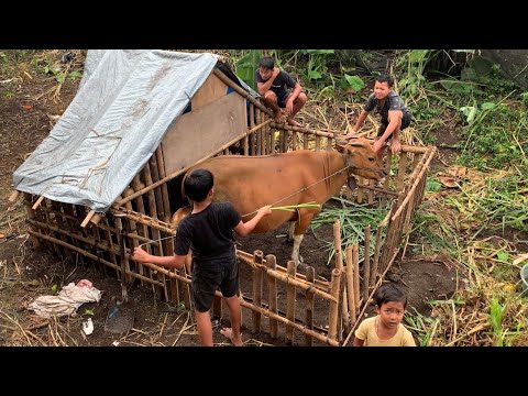 Masukin Sapi Dan Anaknya Ke Rumah Bambu Yang Baru Di Buat