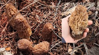 (EP.3) 2022 เก็บเห็ดมอแรลในอเมริกา/Picking Morels Mushrooms CA USA