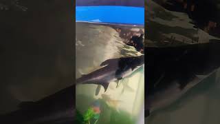 Unbelievable Underwater Moment Todays Most Viral Aquarium Short