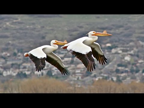 Видео: О чем рассказ о пеликанах?