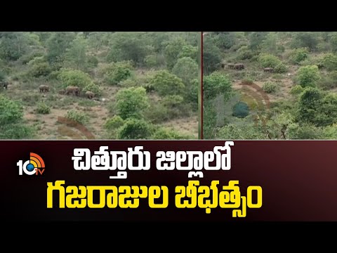 చిత్తూరు జిల్లాలో గజరాజుల బీభత్సం | Chittoor District | Pulicherla | Crop Damage | 10TV - 10TVNEWSTELUGU