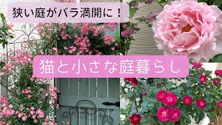 ＊ガーデンVlog＊小庭がバラで美しく輝く時🌹バラ育てで思うこと🌹🌹