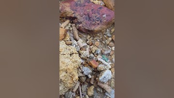 300 million year old crinoid fossils