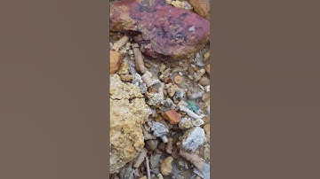 300 million year old crinoid fossils