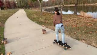 Tiny Yorkie Dog Tows a Skateboarder