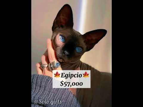 Vídeo: Quanto valem os gatos bobtail?