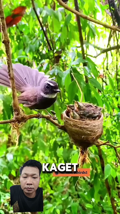 burung kipas meloloh anaknya drngan serangga #kipaschannel #birds #feedshorts #shortsviral #burung