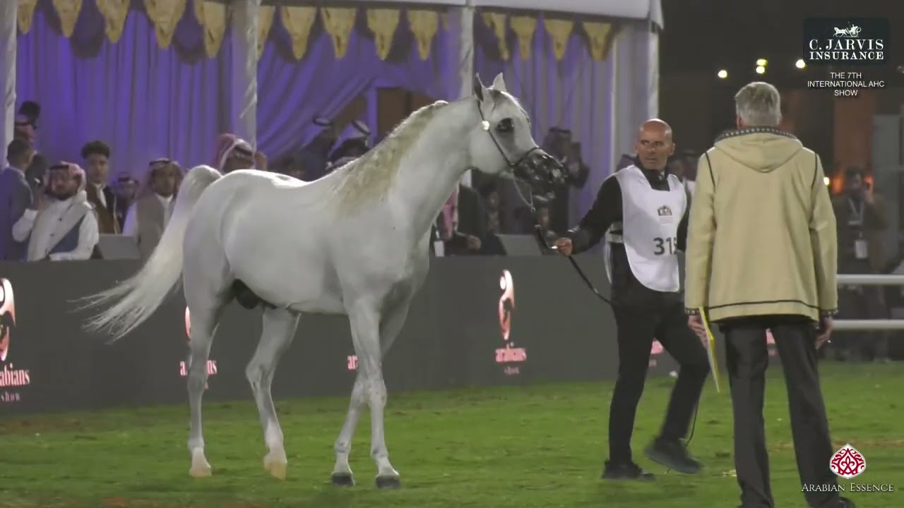 N 315 SK SHAHEEN   The 7th International AHC Show   Colts 3 Years Old Class 9