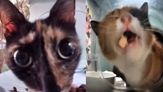 These cats are literally me | Part 2