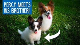 Dog MEETS His Puppy BROTHER For The First Time! // Percy The Papillon Dog