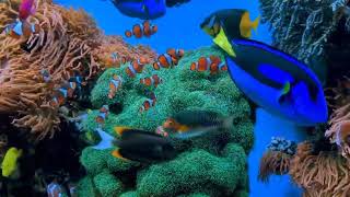 Deep Healing Music, Underwater Relaxation Music,🐠 Instant Relief from Stress & Anxiety, Calm nature
