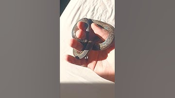 Macklot pythons colours in the sun are amazing! - natural rainbow.