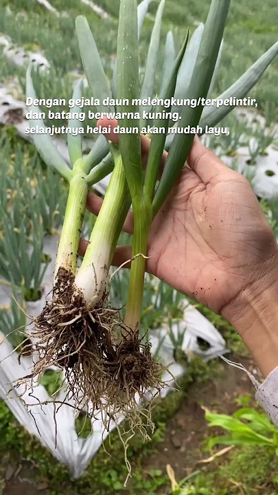 Penyakit Daun Bawang, Petani Wajib Tau Nih!