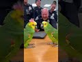 When the loudest troublemaker still gets forgiven 😂🦜
