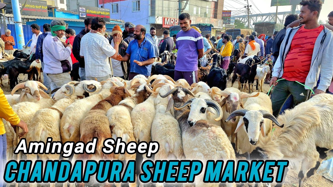 Bangalore Sheep And Goat Market Chandapura Saturday Morning 