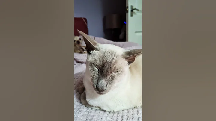 Video 11873801: siamese cat
