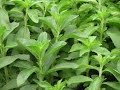 Cultivo de Stevia, Endulzantes Naturales con Futuro - TvAgro por Juan Gonzalo Angel