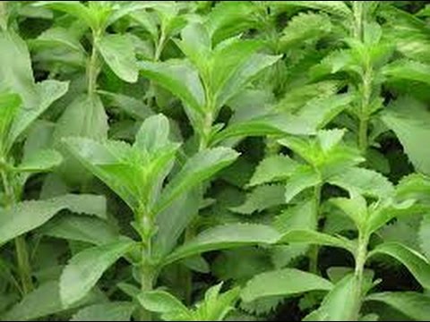 Cultivo de Stevia, Endulzantes Naturales con Futuro - TvAgro por Juan Gonzalo Angel