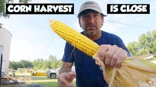 WOW ALABAMA CORN IS GETTING READY TO HARVEST!!!