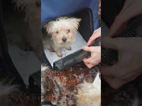 SlowTon Hunde Rucksack Tragerucksack Trage Hunderucksack