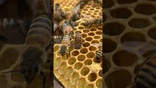 The Life of a Worker Bee | From Birth to Busy Bee 🍯 #shorts
