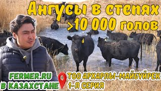 Земля Ангусов. 10 Месяцев Пастьбы. Племрепродуктор Тоо Архарлы-Майбуйрек. Оазис В Песках Казахстана.