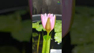 🌷ആമ്പൽ വിരിയുന്നതിനു എന്തൊരു ഭംഗിയാണ് 🌷#mammootty #kalamkaval #lifeoneverywhere #mammookka #shorts