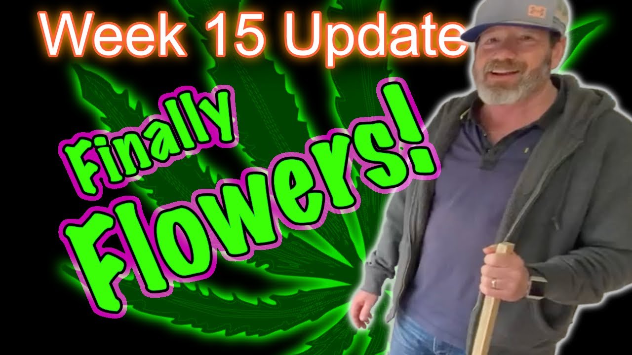 Week 1 of Flower (Week 15) - OG Kush & Bruce Banners in  2x4 Tents - First Week of Flower!