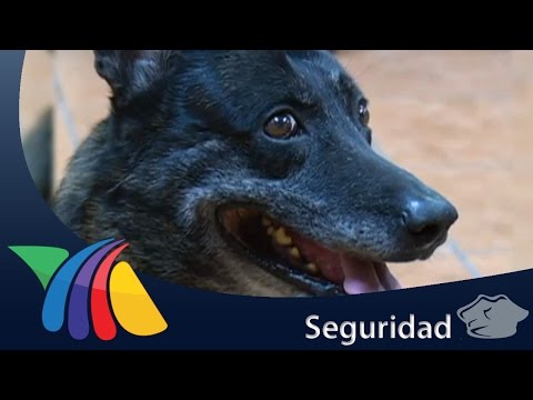 Video: El Perro Gordo De Alexandre Douzet Cambió Su Carrera Y Su Vida
