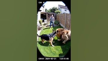 Lion Attacks Man in His Lawn — Brave Dog Fights Back to Save His Owner! 🦁🐶