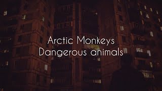Dangerous animals // arctic monkeys lyrics