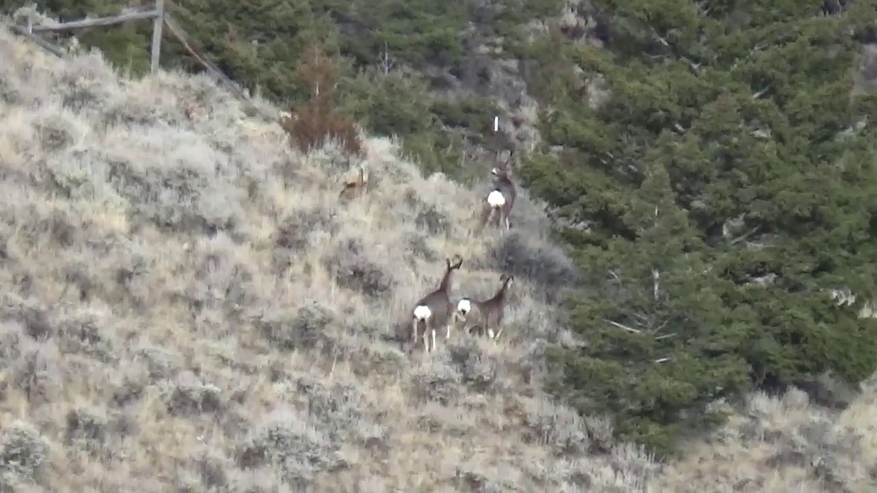 Hunting Mule Deer In Montana 